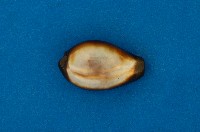 藏品(瑪瑙寶螺)的圖片